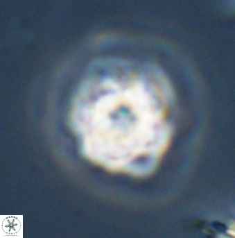 Olladiscoaster vestigium 31583