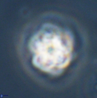 Olladiscoaster vestigium 31584