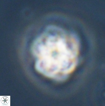Olladiscoaster vestigium 31584