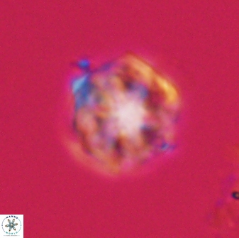 Olladiscoaster vestigium 31587