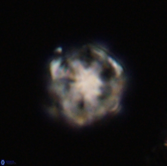 Olladiscoaster vestigium 31588