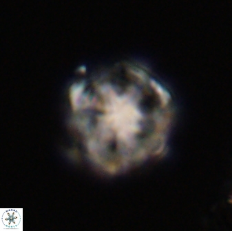 Olladiscoaster vestigium 31588