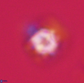 Olladiscoaster vestigium 31589