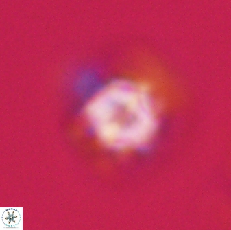 Olladiscoaster vestigium 31589