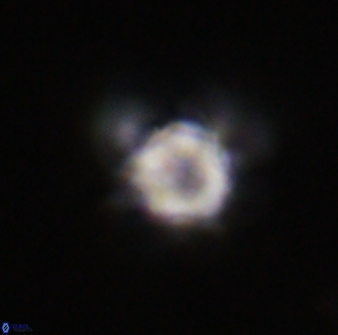 Olladiscoaster vestigium 31590