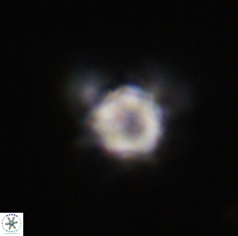 Olladiscoaster vestigium 31590