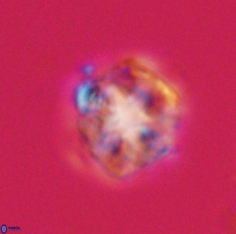 Olladiscoaster vestigium 31591