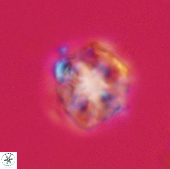 Olladiscoaster vestigium 31591