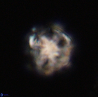 Olladiscoaster vestigium 31592