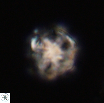 Olladiscoaster vestigium 31592