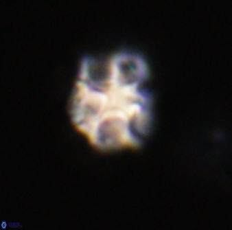 Olladiscoaster vestigium 31594