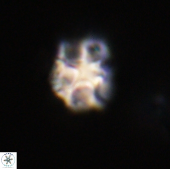 Olladiscoaster vestigium 31594