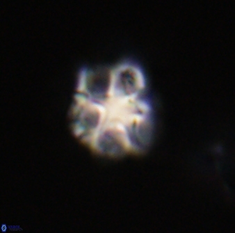 Olladiscoaster vestigium 31595