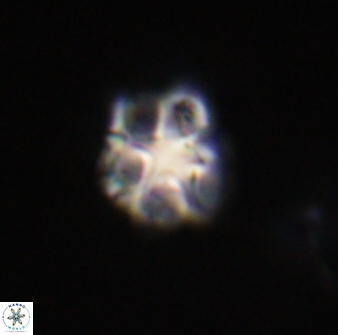 Olladiscoaster vestigium 31595