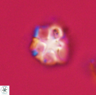 Olladiscoaster vestigium 31596