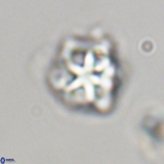 Olladiscoaster vestigium 31600