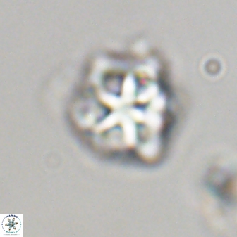 Olladiscoaster vestigium 31600