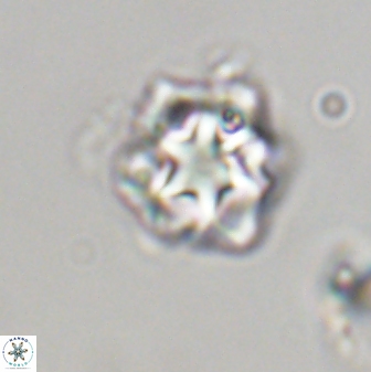 Olladiscoaster vestigium 31601