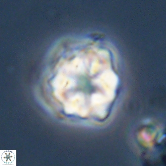 Olladiscoaster vestigium 31602