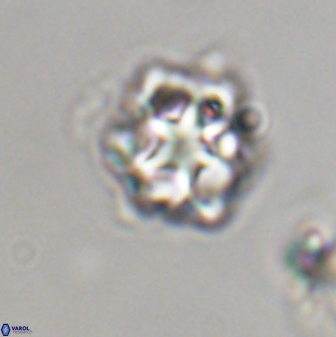 Olladiscoaster vestigium 31605