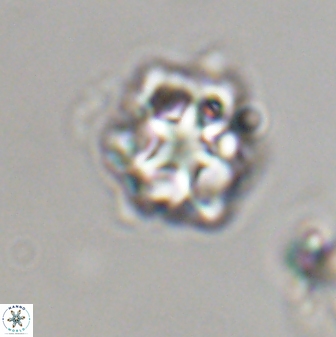 Olladiscoaster vestigium 31605