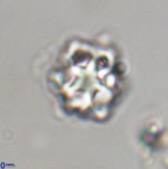 Olladiscoaster vestigium 31606