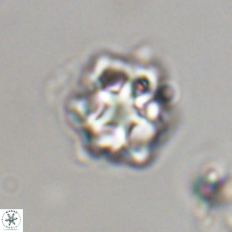 Olladiscoaster vestigium 31606