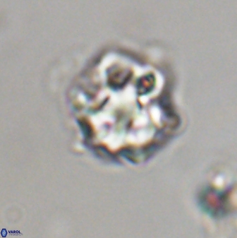 Olladiscoaster vestigium 31607