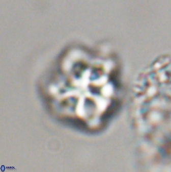 Olladiscoaster vestigium 31608