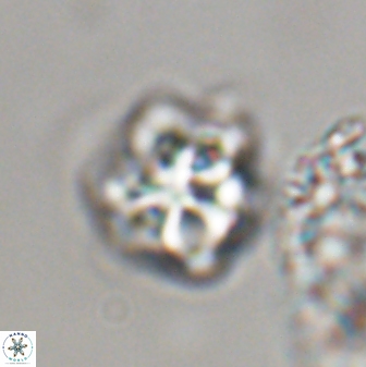Olladiscoaster vestigium 31608