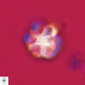 Olladiscoaster vestigium 31610