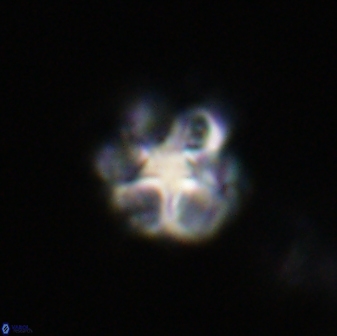 Olladiscoaster vestigium 31611