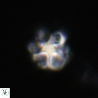 Olladiscoaster vestigium 31611