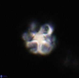 Olladiscoaster vestigium 31612