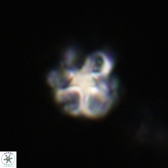 Olladiscoaster vestigium 31612