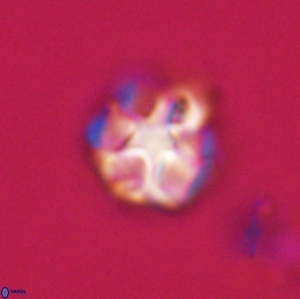 Olladiscoaster vestigium 31613