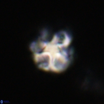 Olladiscoaster vestigium 31614