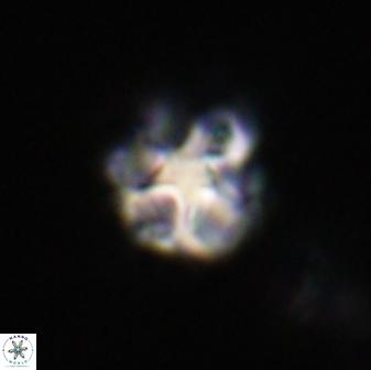 Olladiscoaster vestigium 31614