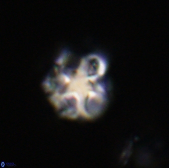 Olladiscoaster vestigium 31616