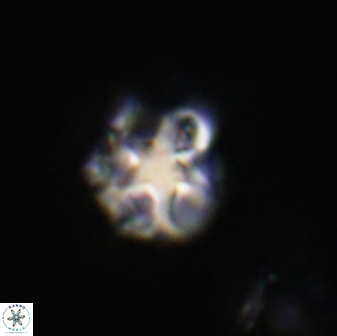 Olladiscoaster vestigium 31616