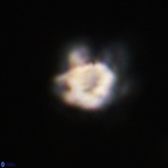 Olladiscoaster vestigium 31617