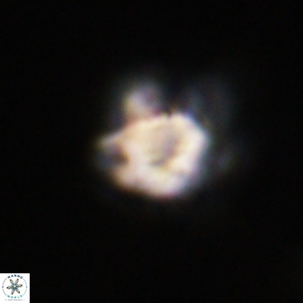 Olladiscoaster vestigium 31617