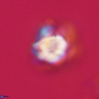 Olladiscoaster vestigium 31618