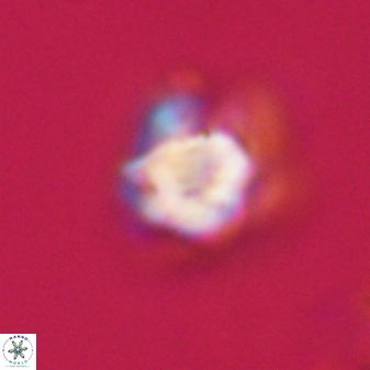 Olladiscoaster vestigium 31618
