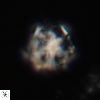 Olladiscoaster vestigium 31621