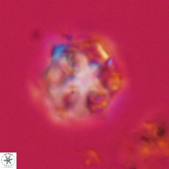 Olladiscoaster vestigium 31622