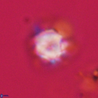 Olladiscoaster vestigium 31623