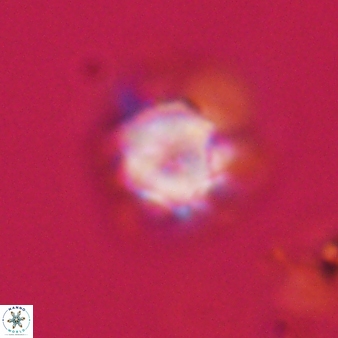 Olladiscoaster vestigium 31623