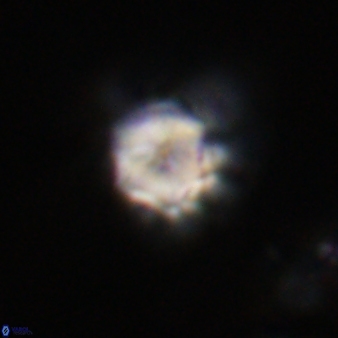 Olladiscoaster vestigium 31624