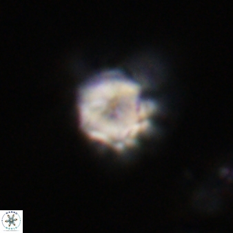 Olladiscoaster vestigium 31624